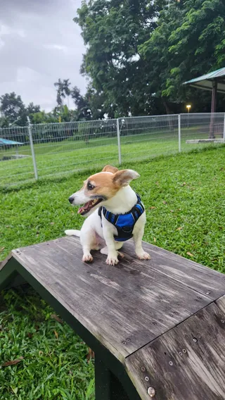 Bukit Panjang Pets Park