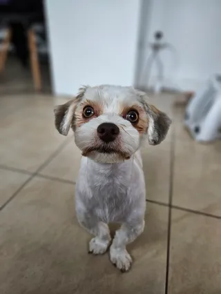Monia grooming Salon pielęgnacji psów
