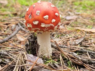 Naturepark Dahme-Heideseen