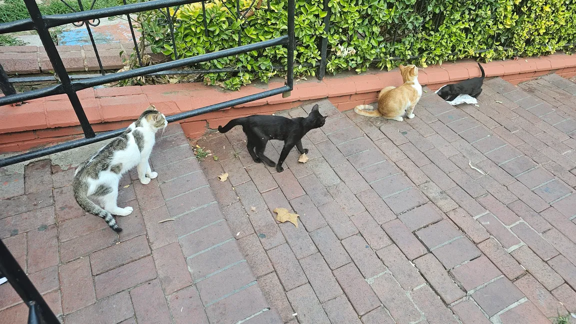 Real cat park