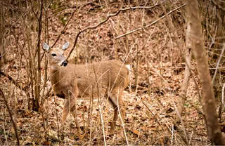 Ball’s Bluff Battlefield Regional Park