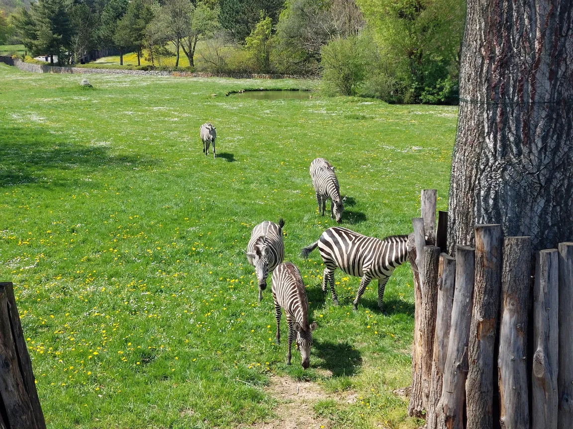 Dvůr Králové Zoo