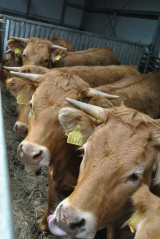AGROSTAR
