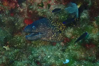 Corsair Diving