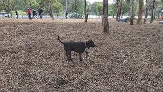 Minkarra Dog Park