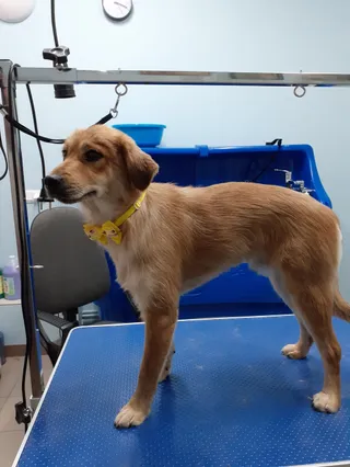 Chwila Dla Pupila Białystok Salon pielęgnacji psów Groomer Strzyżenie psów