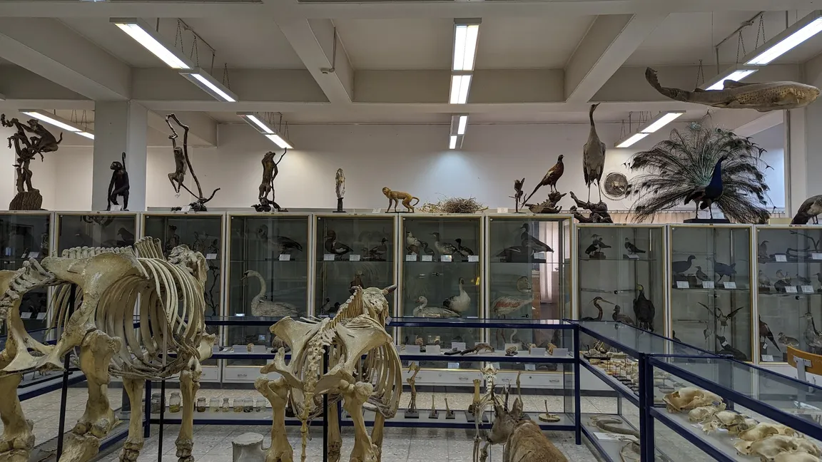 Dr. Darvish Creatures Museum