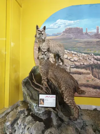 Pardisan Wildlife Museum