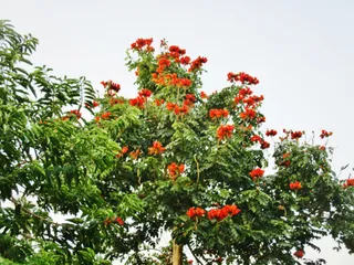 Melati Flora Garden and Landscape