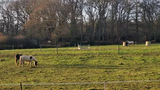 Ham Street Woods National Nature Reserve