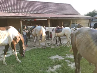 Chełmskie Stowarzyszenie Miłośników Koni i Kawalerii Polskiej @ChSMKiKP Stadnina Koni w Janowie
