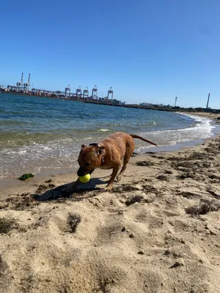 Port Melbourne Dog Beach