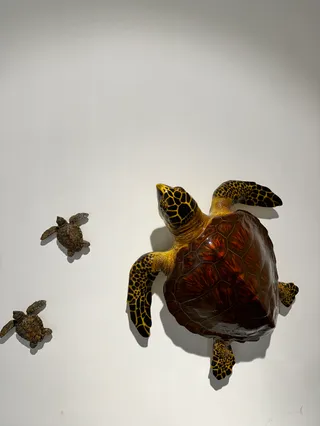 Innia-Lara Turtle Museum and Educational Center