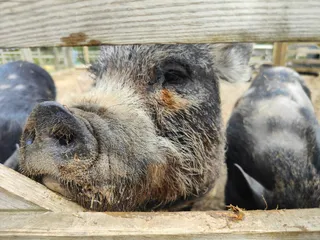 The Meadows Wildlife Park