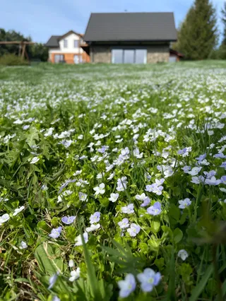 Kruszyna i Rumianek