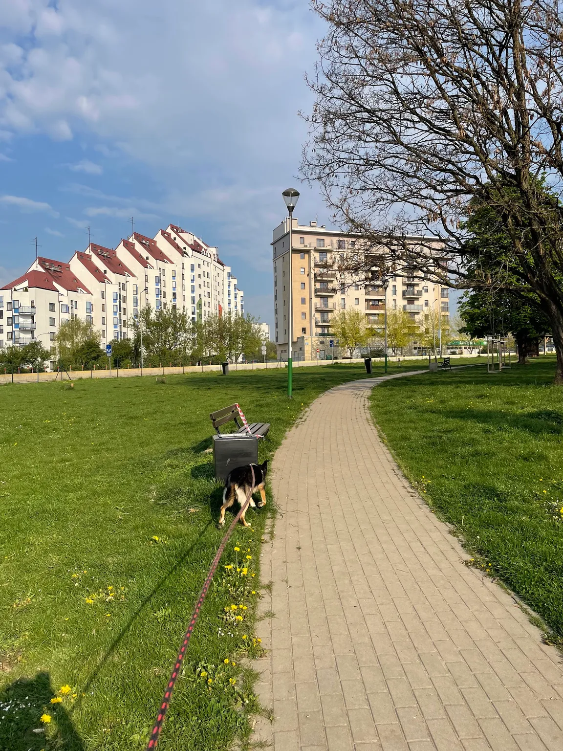Wybieg dla psów
