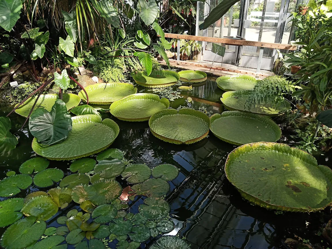 Botanical Garden of the Westphalian Wilhelm University of Münster