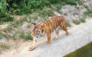 Kiev Zoo