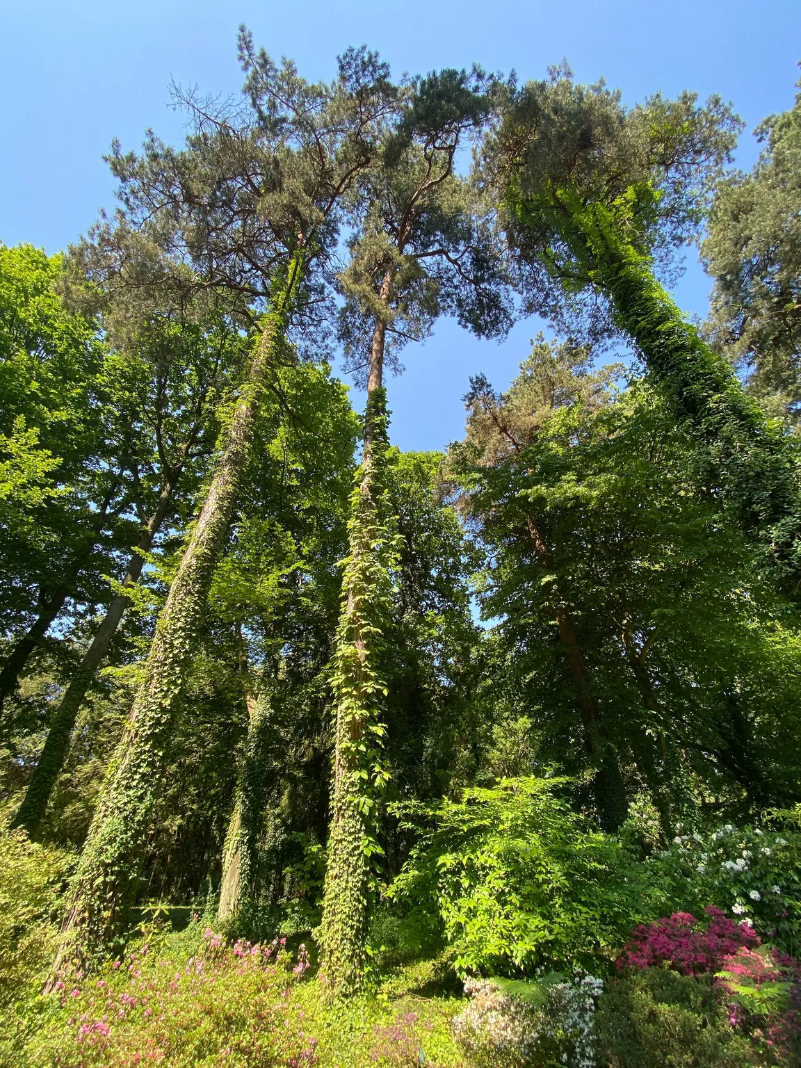 Arboretum SGGW w Rogowie