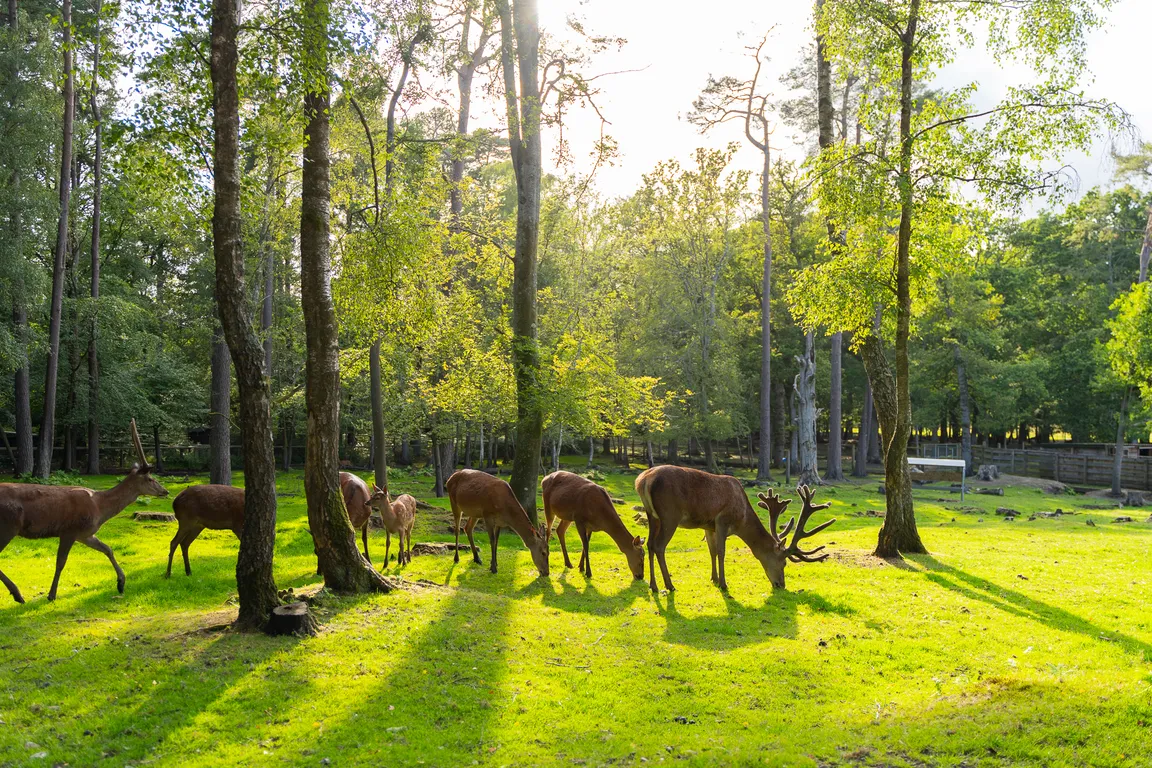 New Forest Wildlife Park