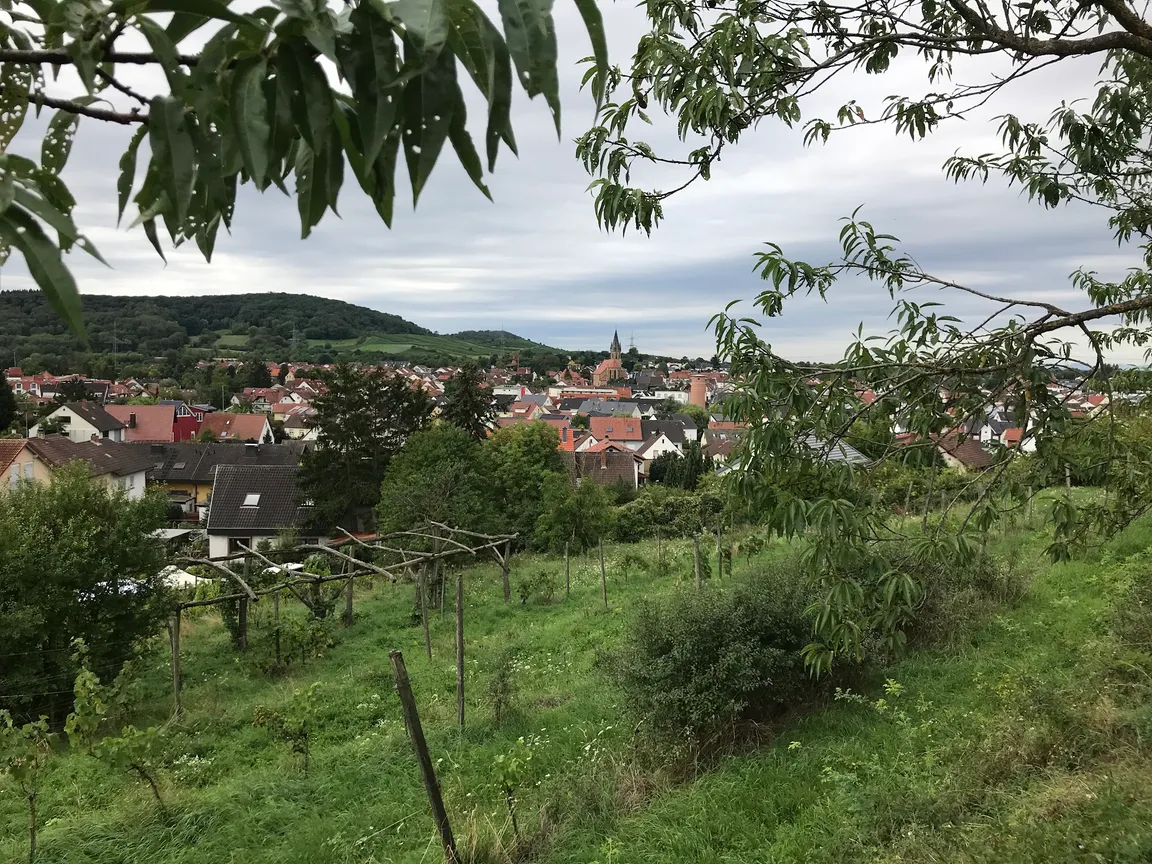 Historischer Weinberg