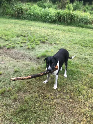 Kedron Brook Off Lead Dog Park
