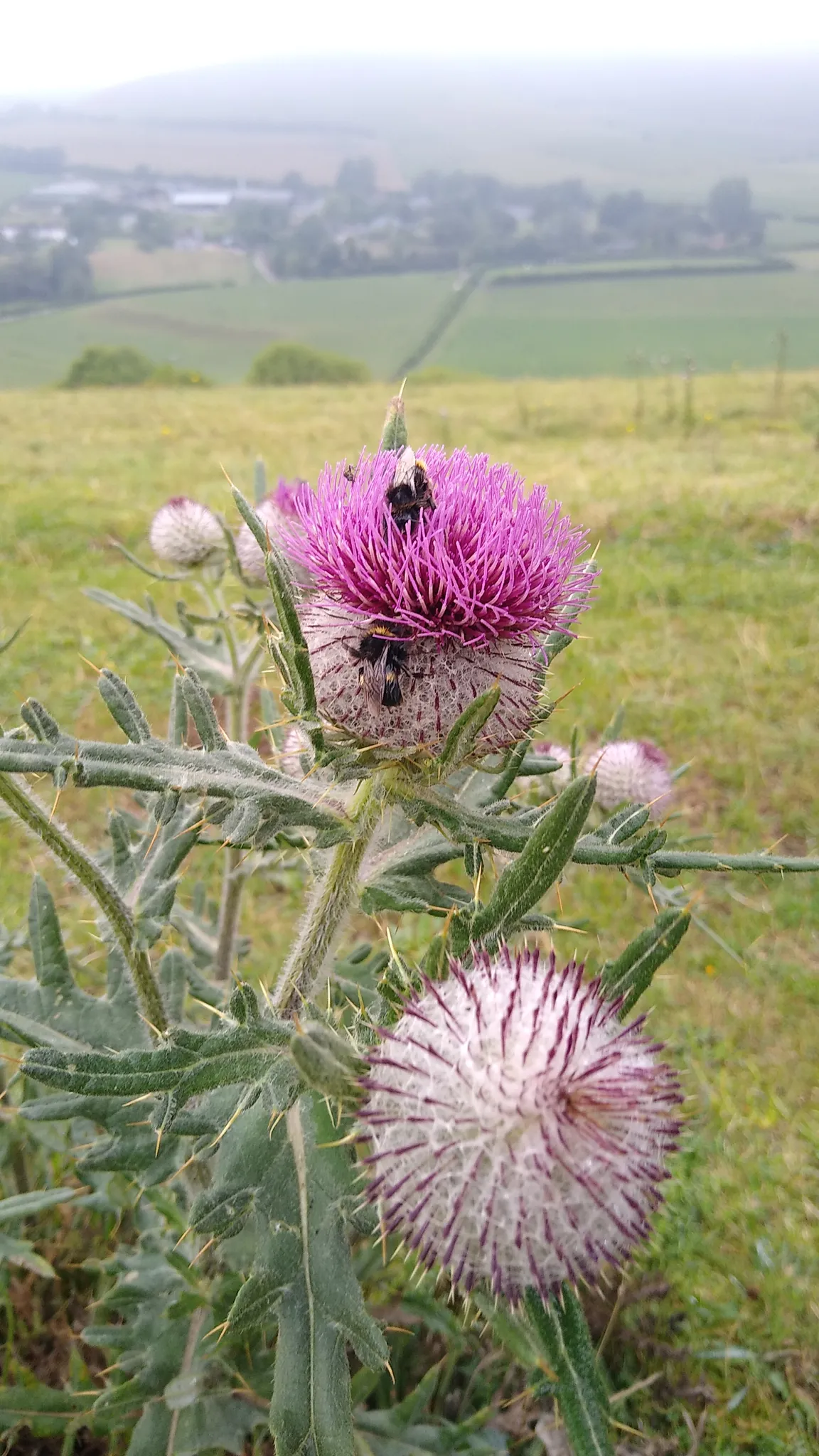 National Trust - Fontmell and Melbury Downs