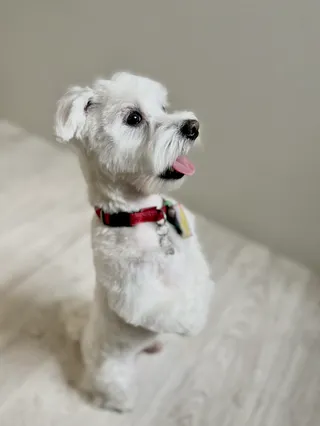 Canino Salon Pielęgnacji Psów