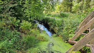Kilmurry Woods(Coill Chill Mhuire)