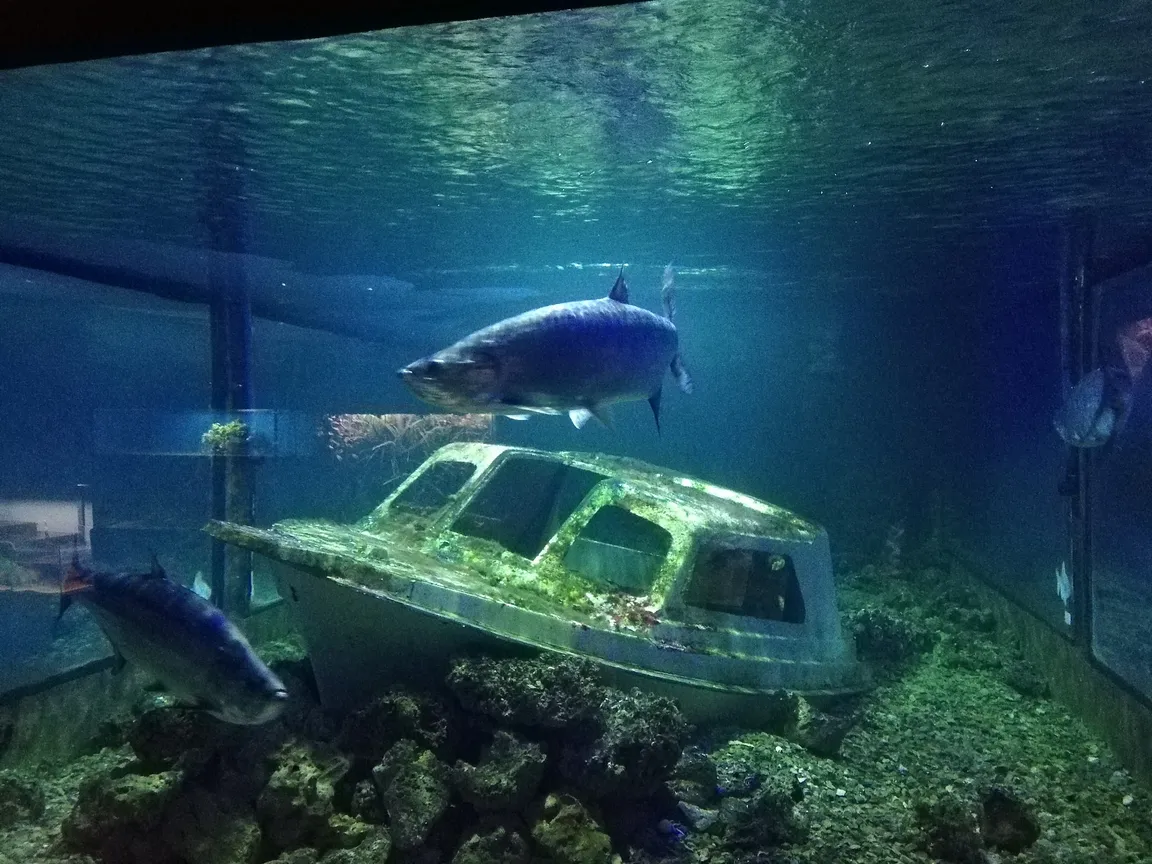 OCEANIKA