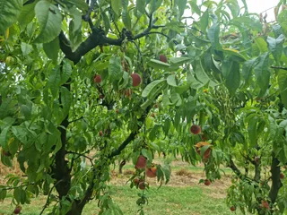 Rayner’s Orchard