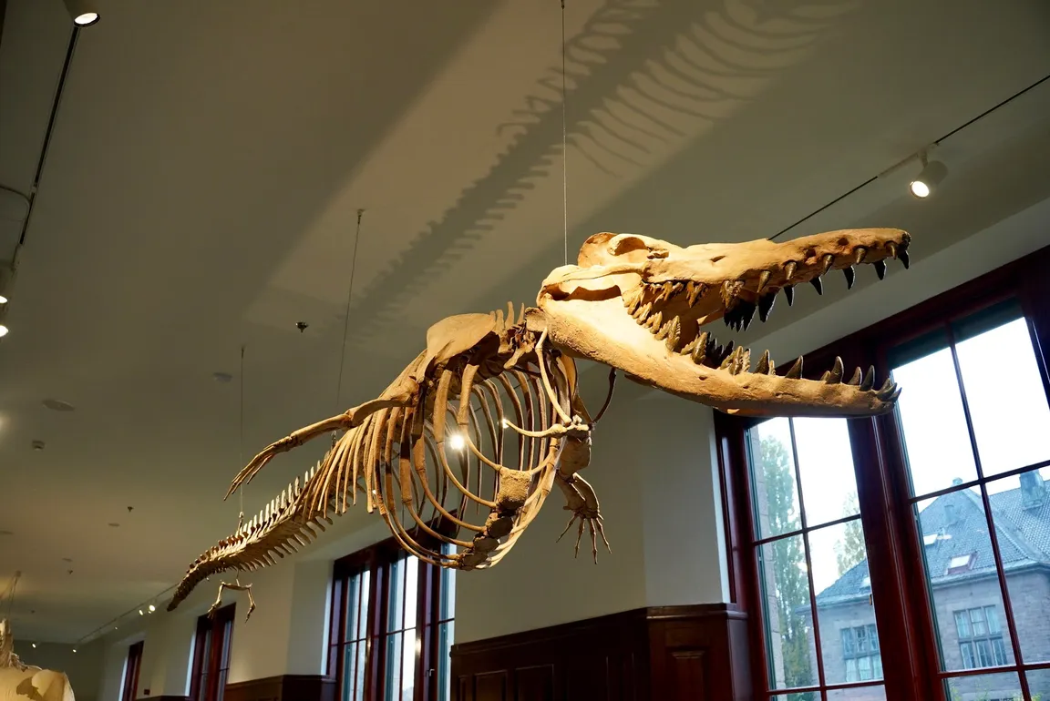Naturhistorisk museum