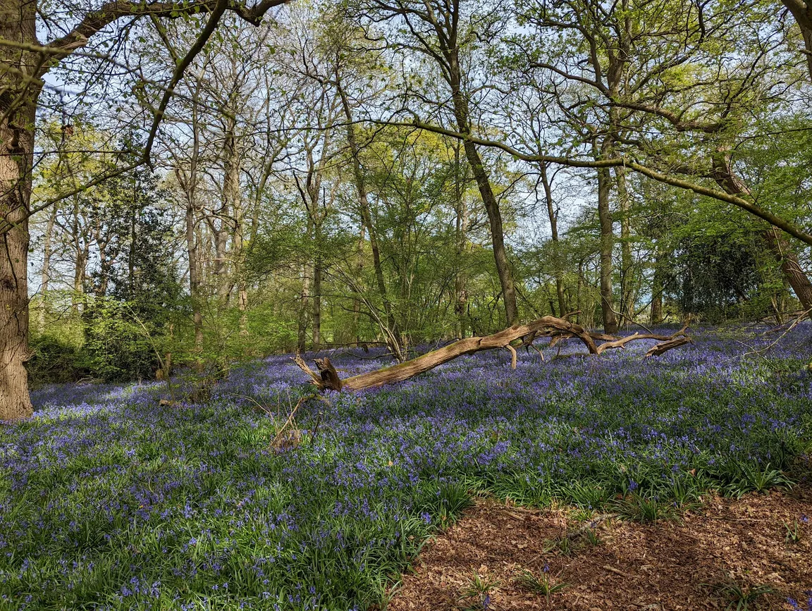 National Trust - Hatchlands Park