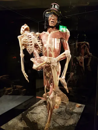 NTNU Vitenskapsmuseet