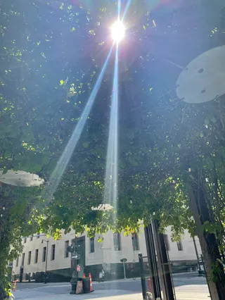 The Greening of Detroit