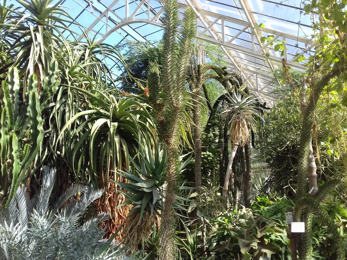 Ogród Botaniczny w Heidelbergu