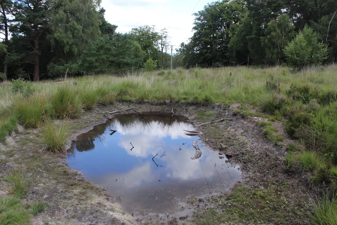 Old Lodge Nature Reserve