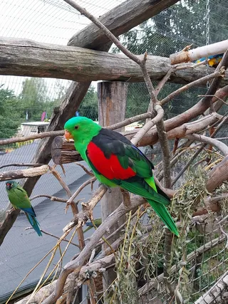 Papugarnia Mazury