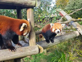 Wingham Wildlife Park
