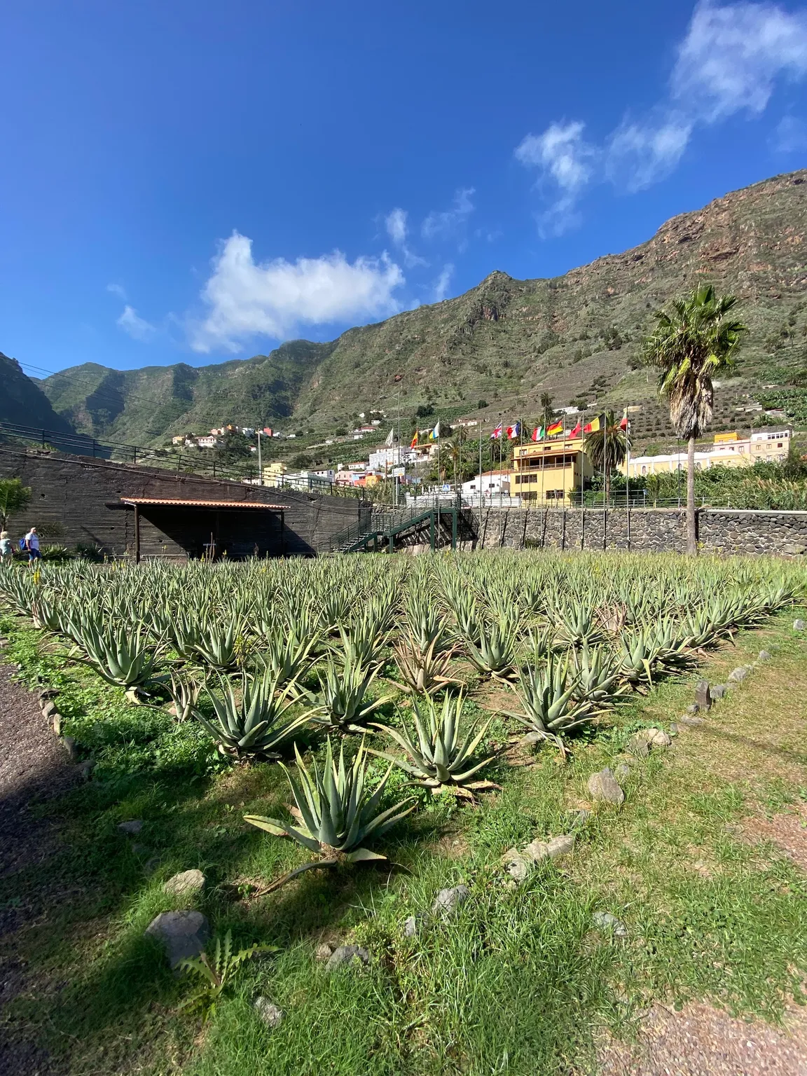 Finca Canarias Aloe Vera Hermigua La Gomera