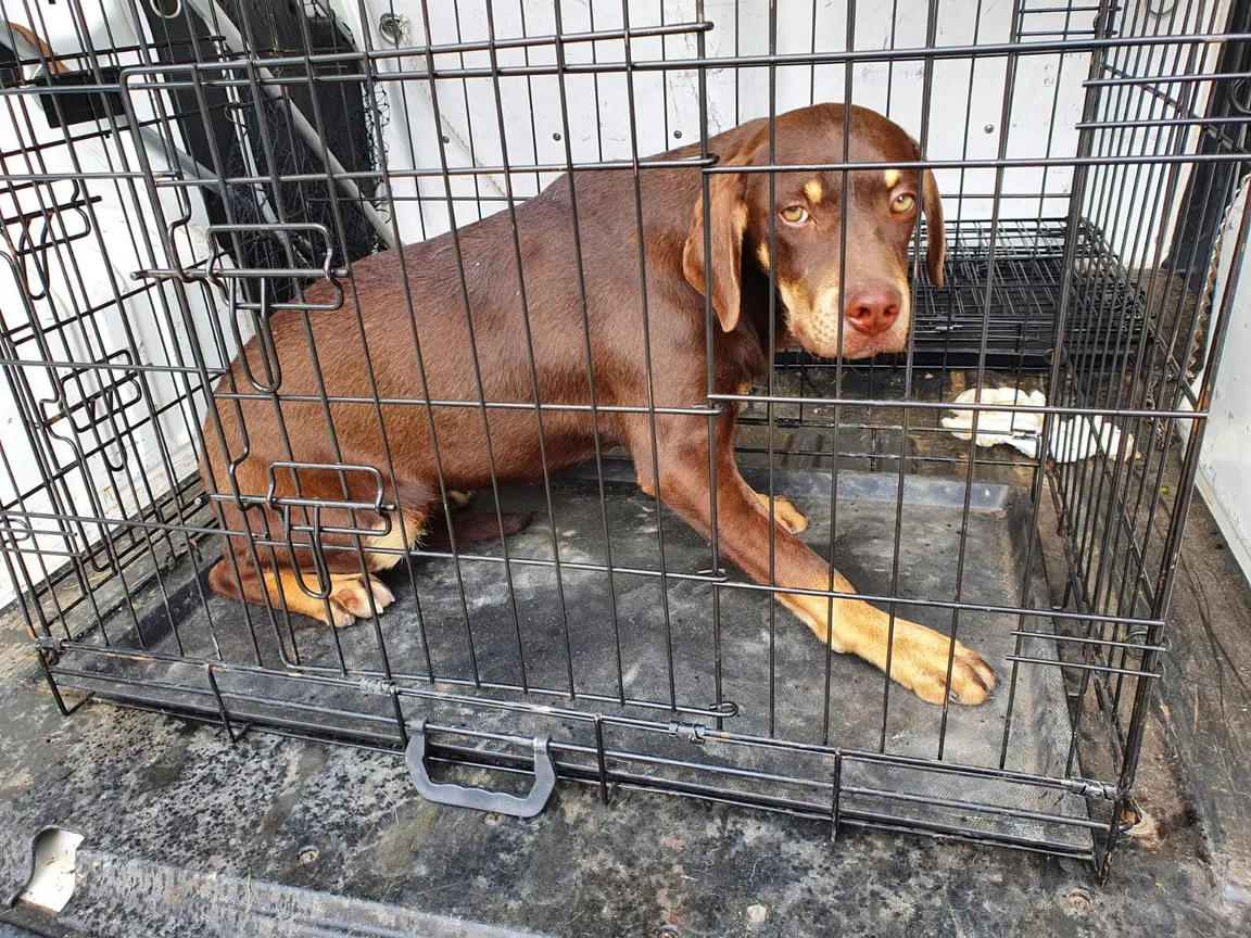 Samos Animal Welfare Association