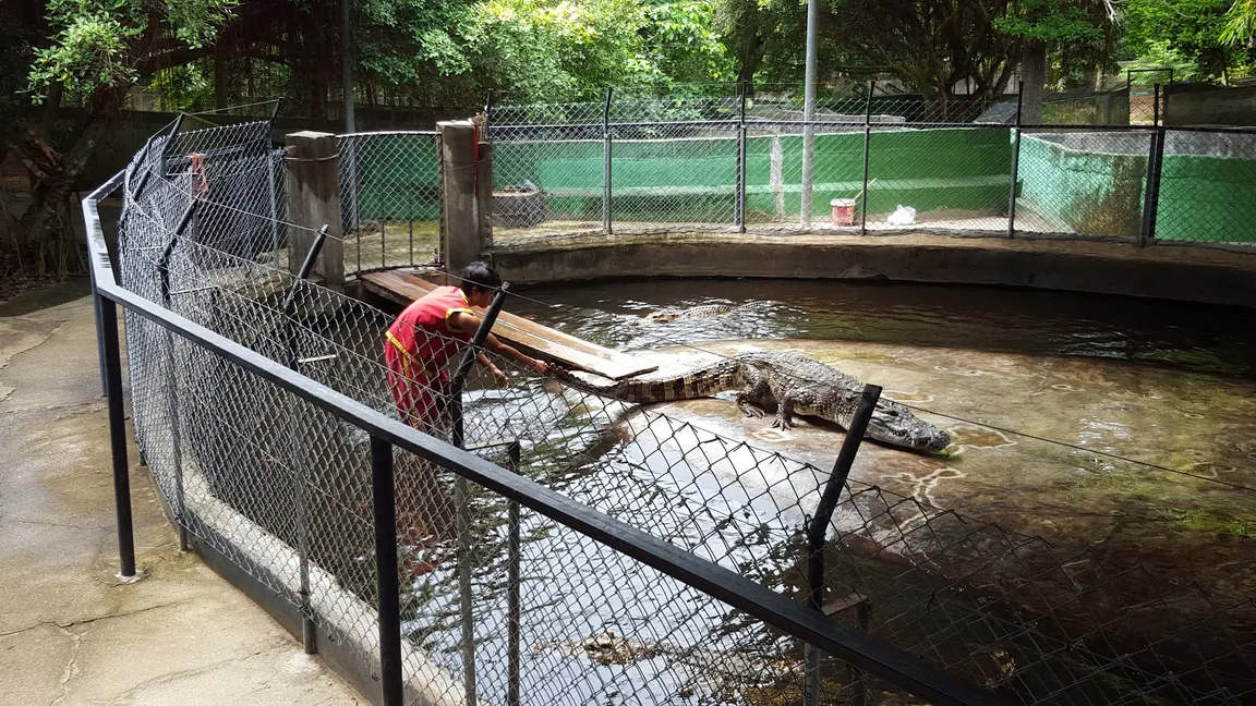 Samui Crocodile Farm