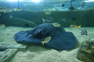 Shark Dive Xtreme