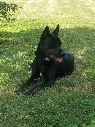 Madison County Animal Shelter