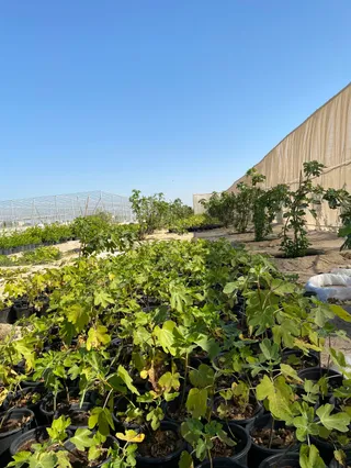 Al Bahia Fig Farm - مزرعة تين الباهية