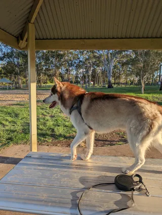 Runcorn Dog Park
