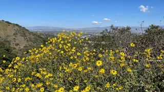 Fryman Canyon Park
