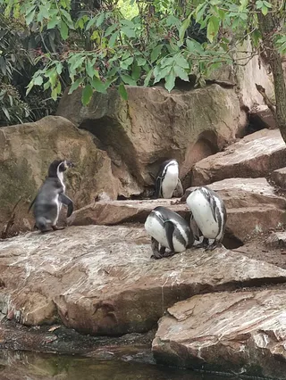 Pinguinhaus