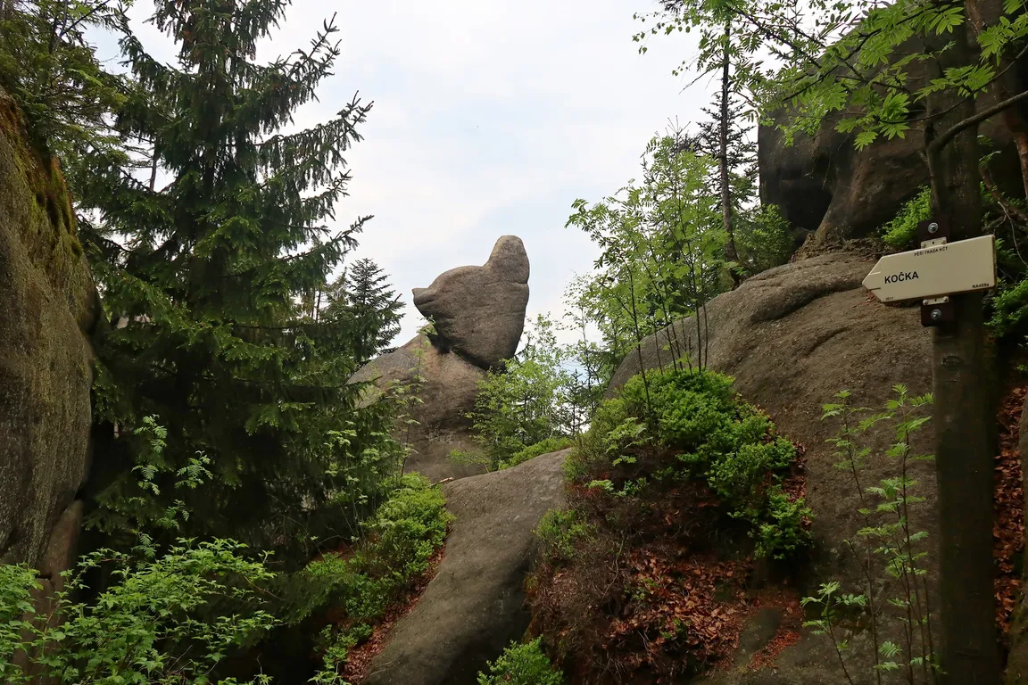 Kočka