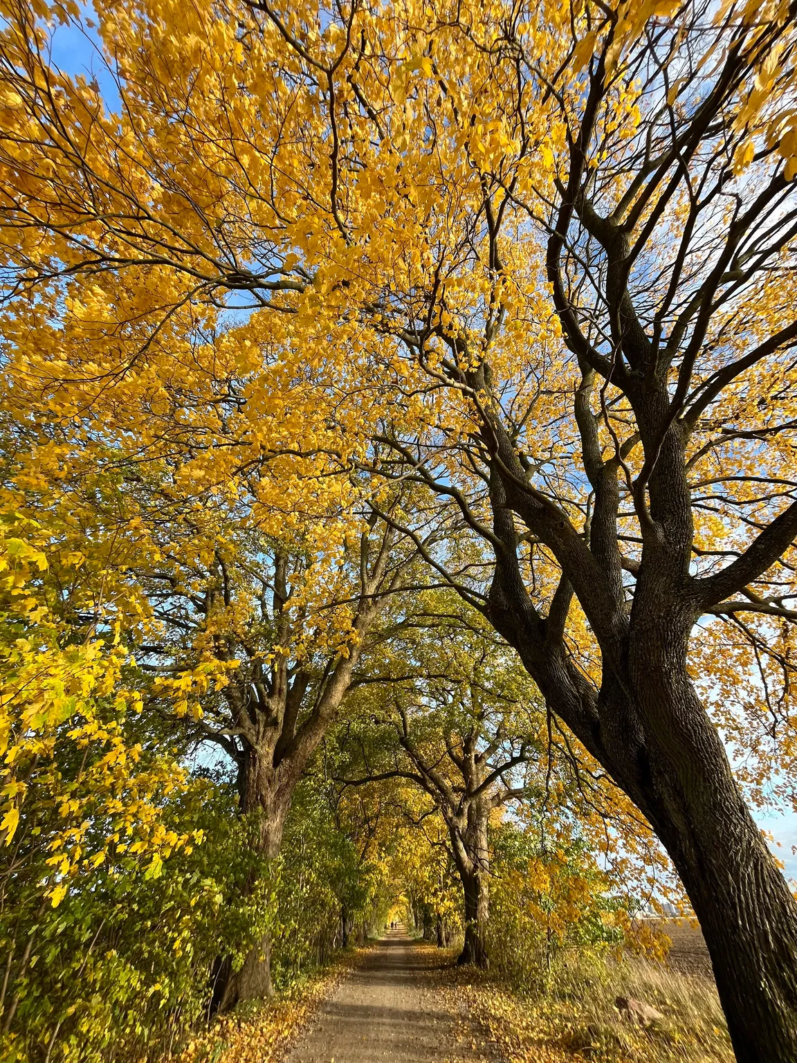 Obelisk - szlak papieski Słupią